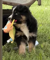 Penny, a female Australian Shepherd and German Shepherd Dog for sale in North Branch, MI – 2 of 10