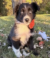 Penny, a female Australian Shepherd for sale in North Branch, MI – 10 of 10
