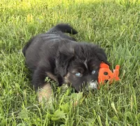 Mandy, a female Australian Shepherd and German Shepherd Dog for sale in North Branch, MI – 5 of 10