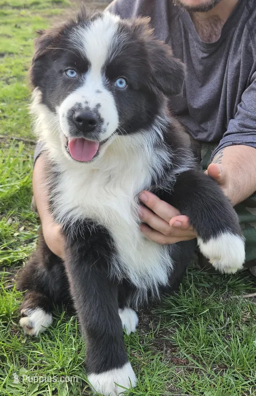 Milo  – Australian Shepherd puppy for sale in North Branch, MI