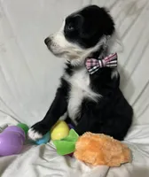 Milo , a male Australian Shepherd for sale in North Branch, MI – Photo 2 of 2
