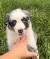 Ruby, a female Australian Shepherd for sale in North Branch, MI – 6 of 8