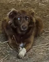 Kiari , a female Australian Shepherd for sale in North Branch, MI – Photo 2 of 4