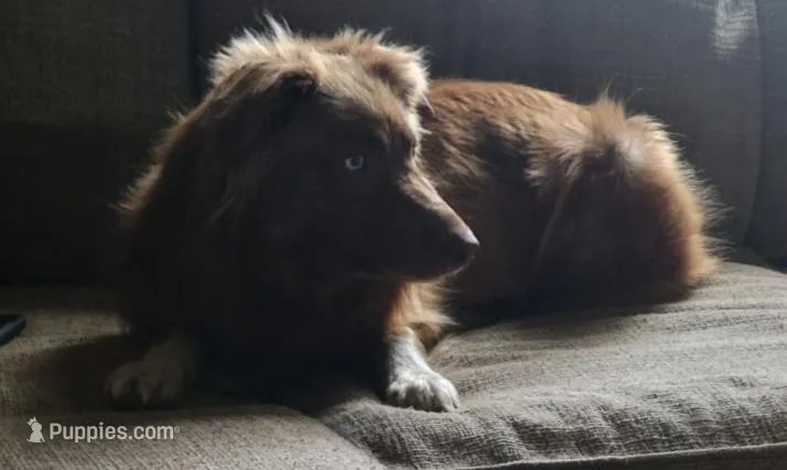 Kiari  – Australian Shepherd puppy for sale in North Branch, MI