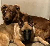 Kiari , a female Australian Shepherd for sale in North Branch, MI – Photo 3 of 4