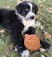 Percy, a male Australian Shepherd for sale in North Branch, MI – 7 of 9