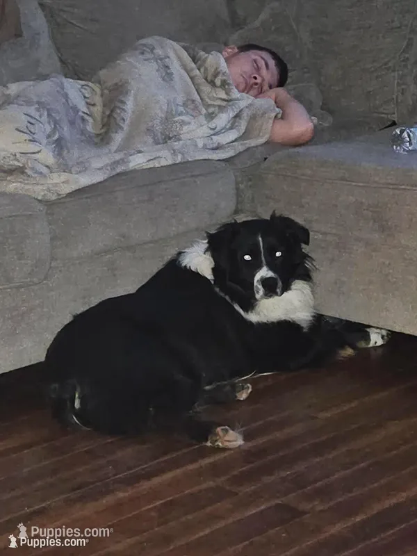 Arlo – Australian Cattle Dog puppy for sale in North Branch, MI