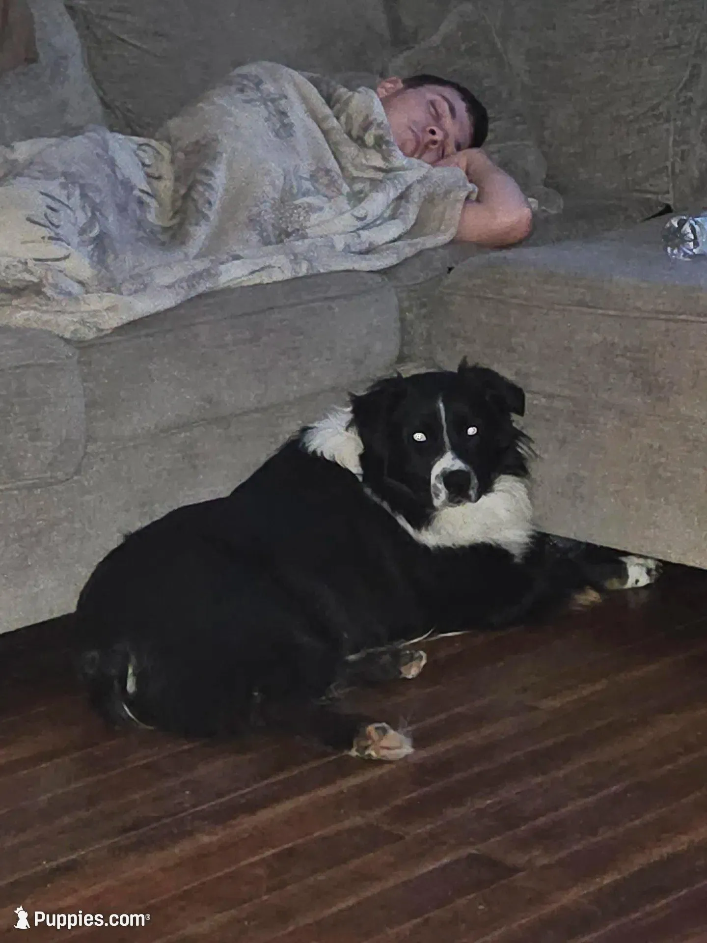Arlo, a male Australian Cattle Dog for sale in North Branch, MI – 1 of 2