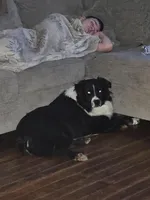 Arlo, a male Australian Cattle Dog for sale in North Branch, MI – Photo 2 of 4