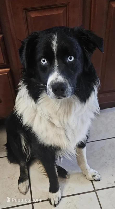 Arlo – Australian Cattle Dog puppy for sale in North Branch, MI