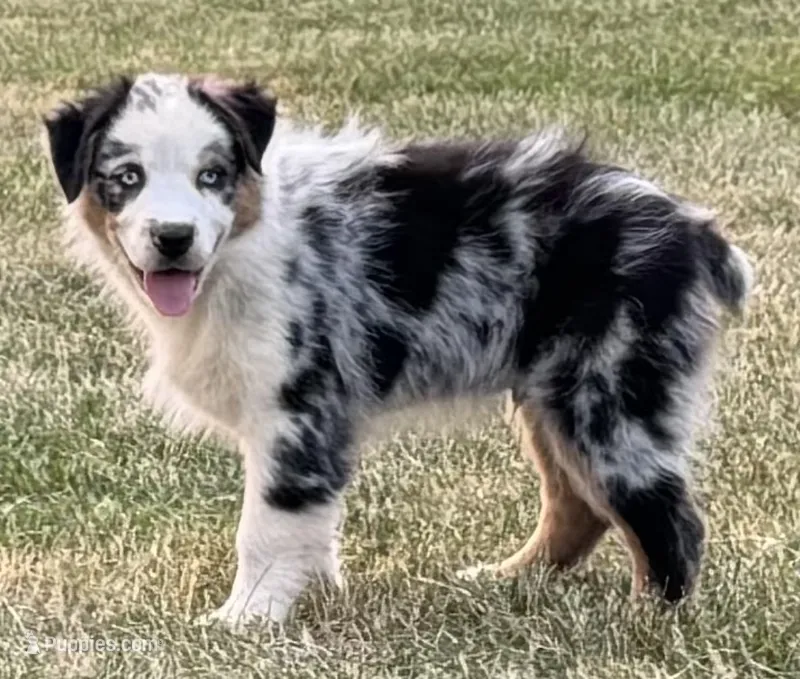 Milo – Australian Shepherd puppy for sale in North Branch, MI