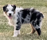Milo, a male Australian Shepherd for sale in North Branch, MI – 1 of 2