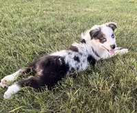 Pearl, a female Australian Shepherd for sale in North Branch, MI – 6 of 10