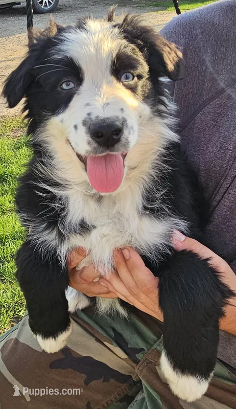 Ollie – Australian Shepherd puppy for sale in North Branch, MI
