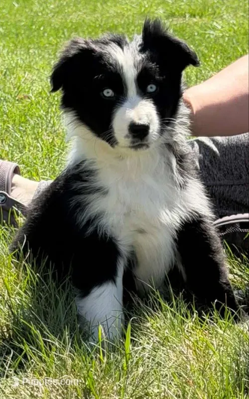 Ivy – Australian Shepherd puppy for sale in North Branch, MI