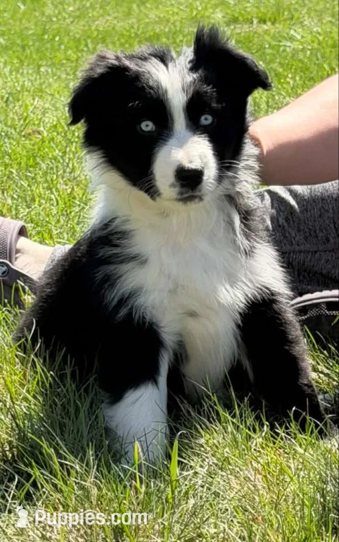 Ivy, a female Australian Shepherd for sale in North Branch, MI – Photo 1 of 6