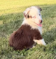 Ellie, a female Australian Shepherd for sale in North Branch, MI – 3 of 6