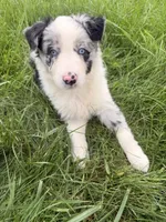Lily, a female Australian Shepherd for sale in North Branch, MI – 4 of 6