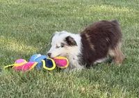 Ellie, a female Australian Shepherd for sale in North Branch, MI – 6 of 6