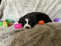 Penny, a female Australian Shepherd for sale in North Branch, MI – Photo 4 of 6