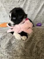 Penny, a female Australian Shepherd for sale in North Branch, MI – Photo 3 of 6