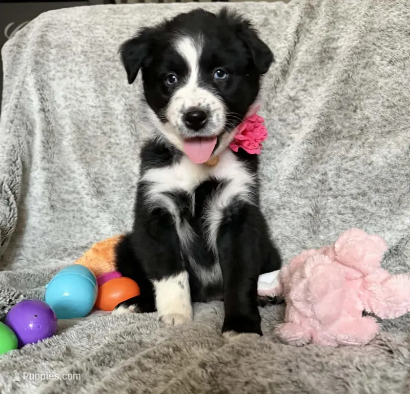 Penny – Australian Shepherd puppy for sale in North Branch, MI