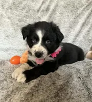 Penny, a female Australian Shepherd for sale in North Branch, MI – Photo 6 of 6