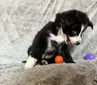Penny, a female Australian Shepherd for sale in North Branch, MI – Photo 2 of 6