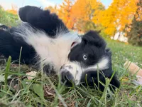 Percy, a male Australian Shepherd for sale in North Branch, MI – 5 of 9