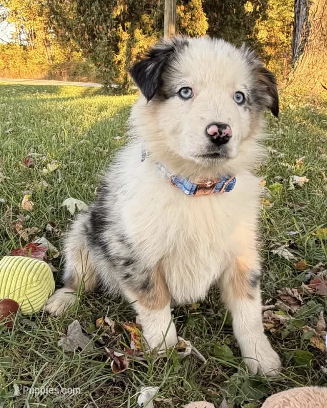 Finn – Australian Shepherd puppy for sale in North Branch, MI