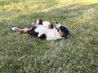 Sophie , a female Australian Shepherd for sale in North Branch, MI – 10 of 10