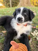 Percy, a male Australian Shepherd for sale in North Branch, MI – 3 of 9