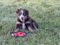 Charlie, a male Australian Shepherd for sale in North Branch, MI – 2 of 5