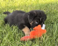 Mandy, a female Australian Shepherd and German Shepherd Dog for sale in North Branch, MI – 10 of 10