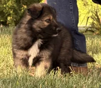 Blue , a male Australian Shepherd and German Shepherd Dog for sale in North Branch, MI – 2 of 10
