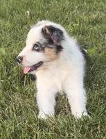 Pearl, a female Australian Shepherd for sale in North Branch, MI – 7 of 10