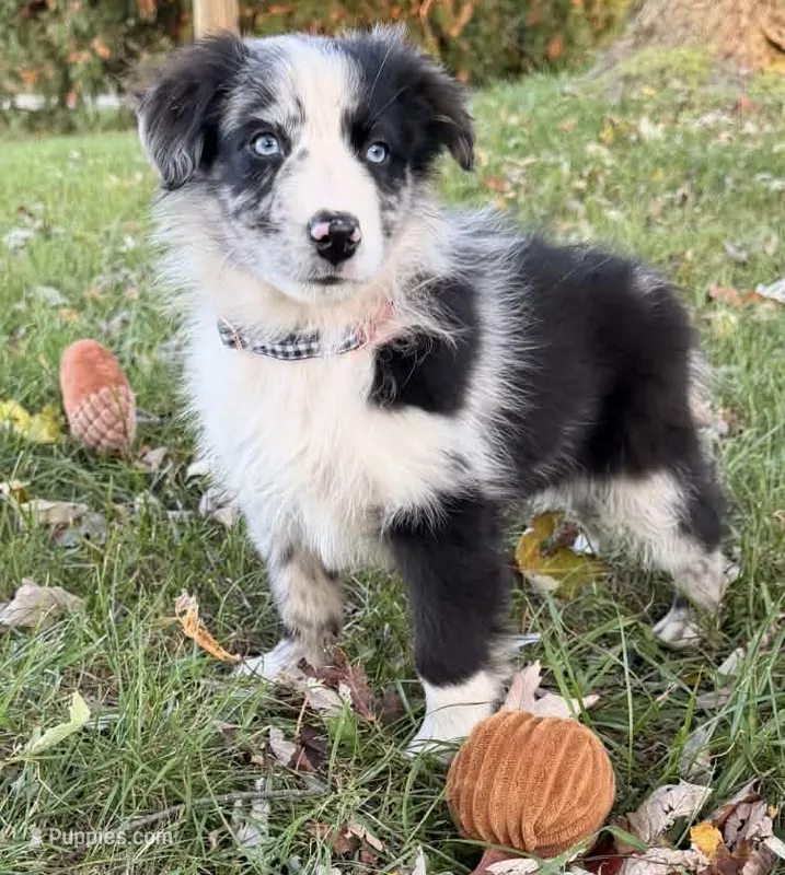 Remi – Australian Shepherd puppy for sale in North Branch, MI