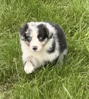 Remi, a male Australian Shepherd for sale in North Branch, MI – 2 of 7