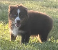 Penny , a female Australian Shepherd for sale in North Branch, MI – 8 of 10