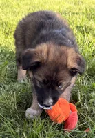 Dolly, a female Australian Shepherd and German Shepherd Dog for sale in North Branch, MI – 5 of 10