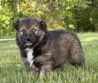 Blue , a male Australian Shepherd and German Shepherd Dog for sale in North Branch, MI – 3 of 10