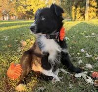 Penny, a female Australian Shepherd for sale in North Branch, MI – 4 of 10