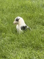 Mandy, a female Australian Shepherd for sale in North Branch, MI – 6 of 8
