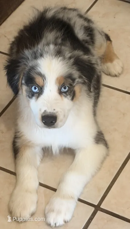 Hank – Australian Shepherd puppy for sale in North Branch, MI