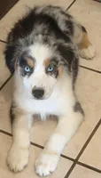 Hank, a male Australian Shepherd for sale in North Branch, MI – 1 of 1