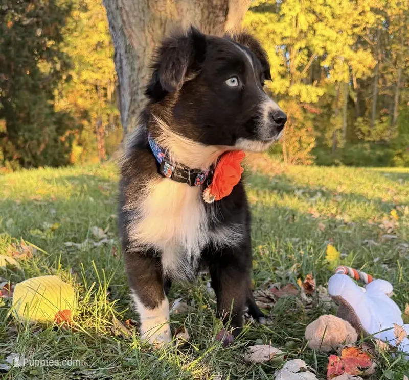 Penny – Australian Shepherd puppy for sale in North Branch, MI