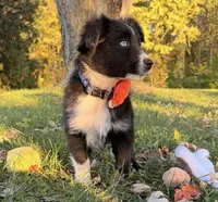 Penny, a female Australian Shepherd for sale in North Branch, MI – 1 of 10