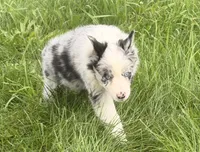 Lily, a female Australian Shepherd for sale in North Branch, MI – 2 of 6