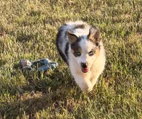 Pearl, a female Australian Shepherd for sale in North Branch, MI – 2 of 10