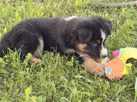 Penny, a female Australian Shepherd and German Shepherd Dog for sale in North Branch, MI – 8 of 10